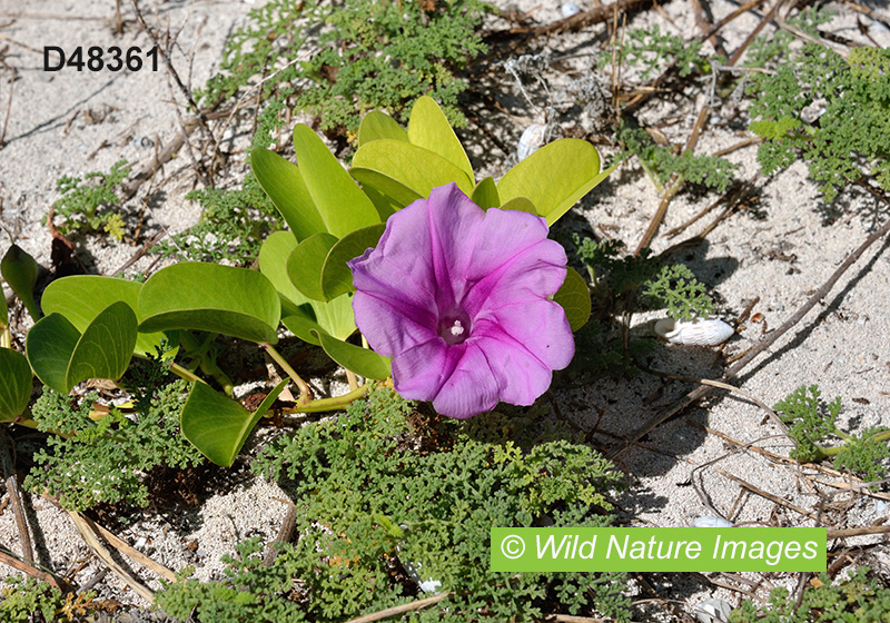 Goat’s-foot Morning-Glory (Ipomoea pes-caprae)